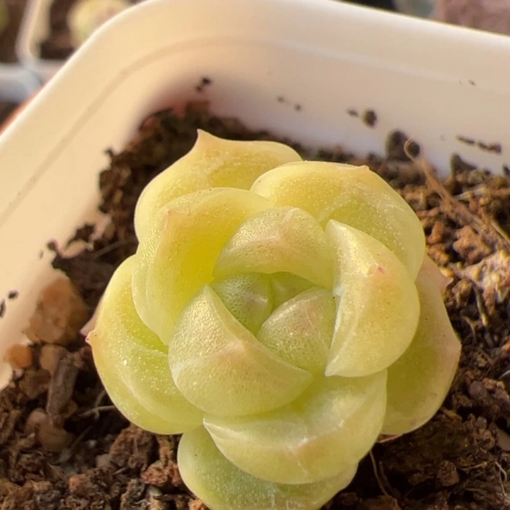 一物一拍精品糖心，尺寸不大介意勿拍