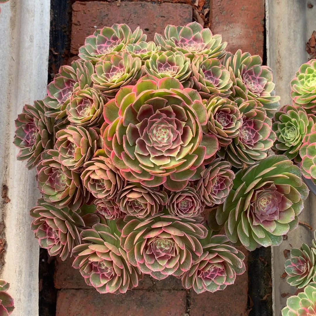 粉花妖，多肉植物的