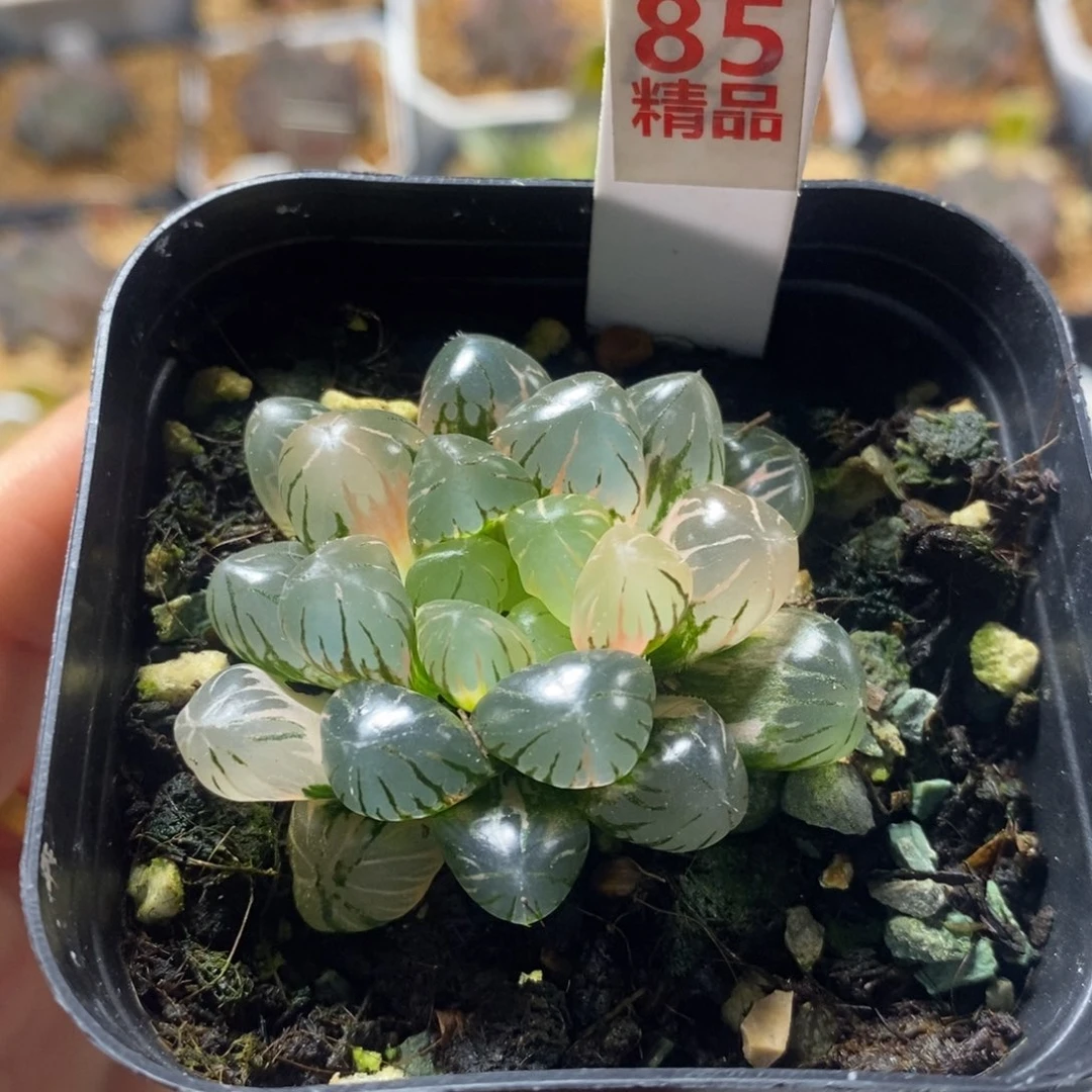 85冰灯十二卷多肉