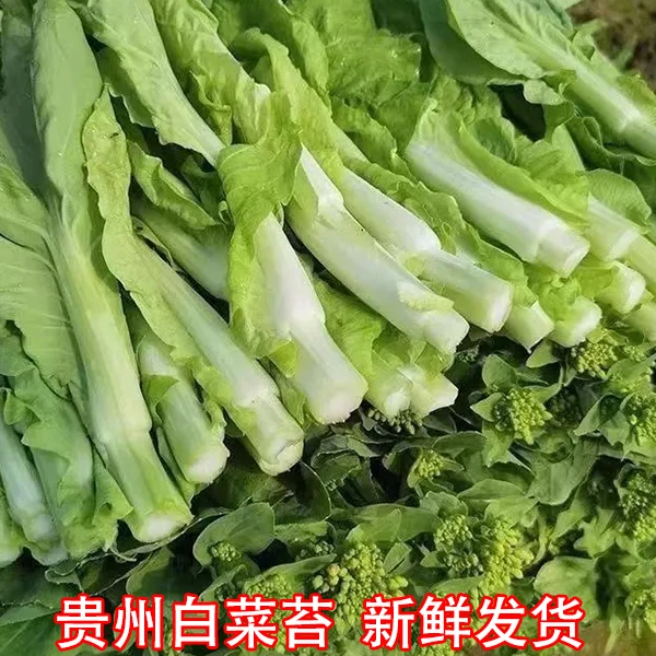 贵州农家自种新鲜白菜露天新鲜白菜苔白菜心菜苔菜心时令蔬菜白菜