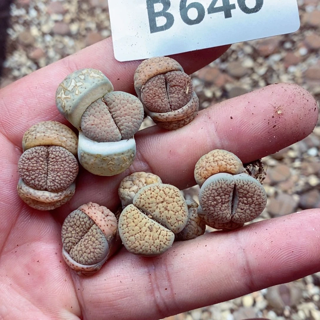 我是一只小小鸟地域鬼646