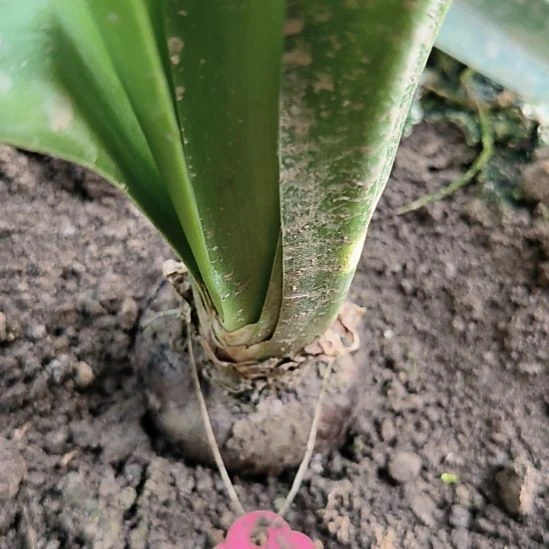 当前无花栽培后可以开花自然球汤姆5CM