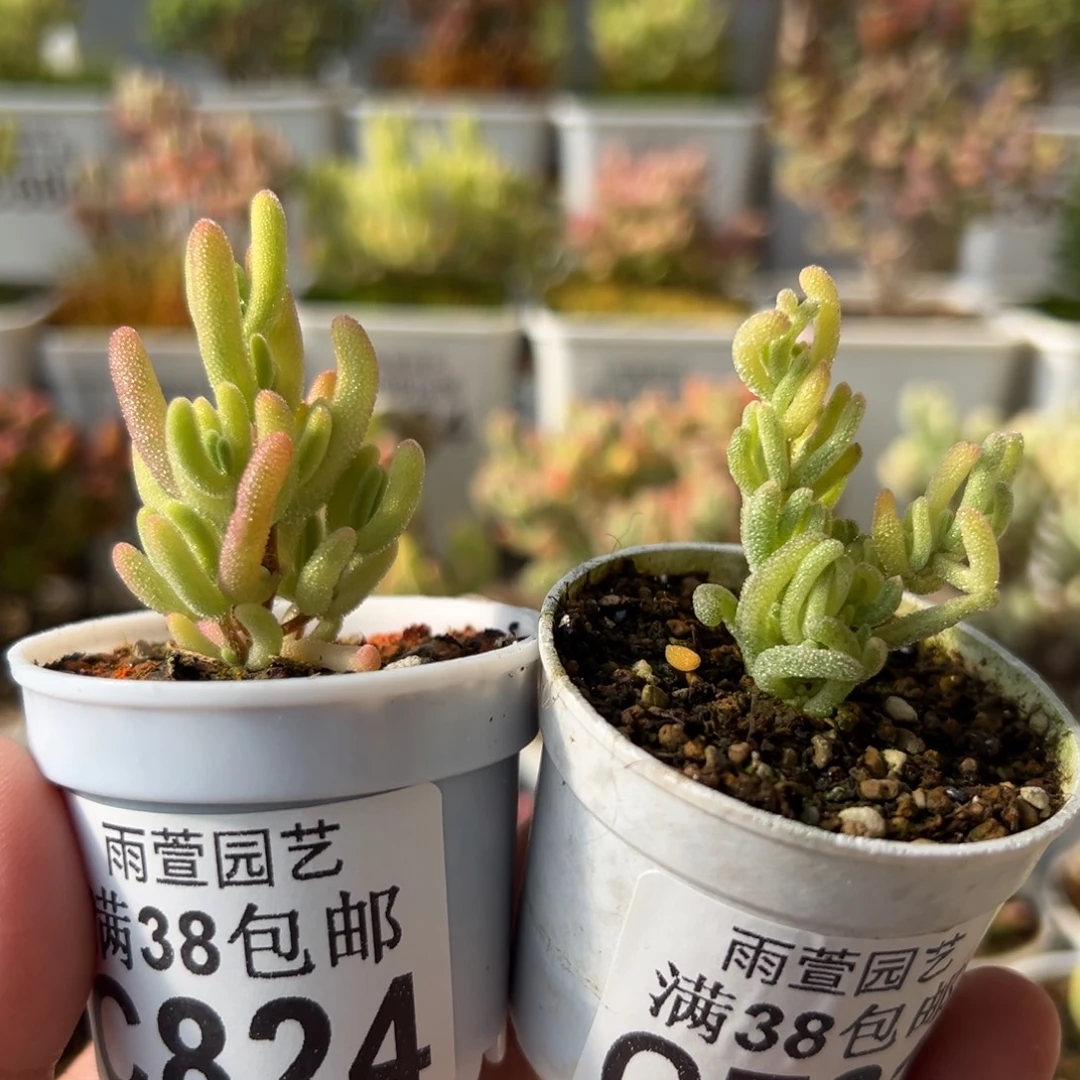 1-824+781元旦福利钻石黄锦+不知名