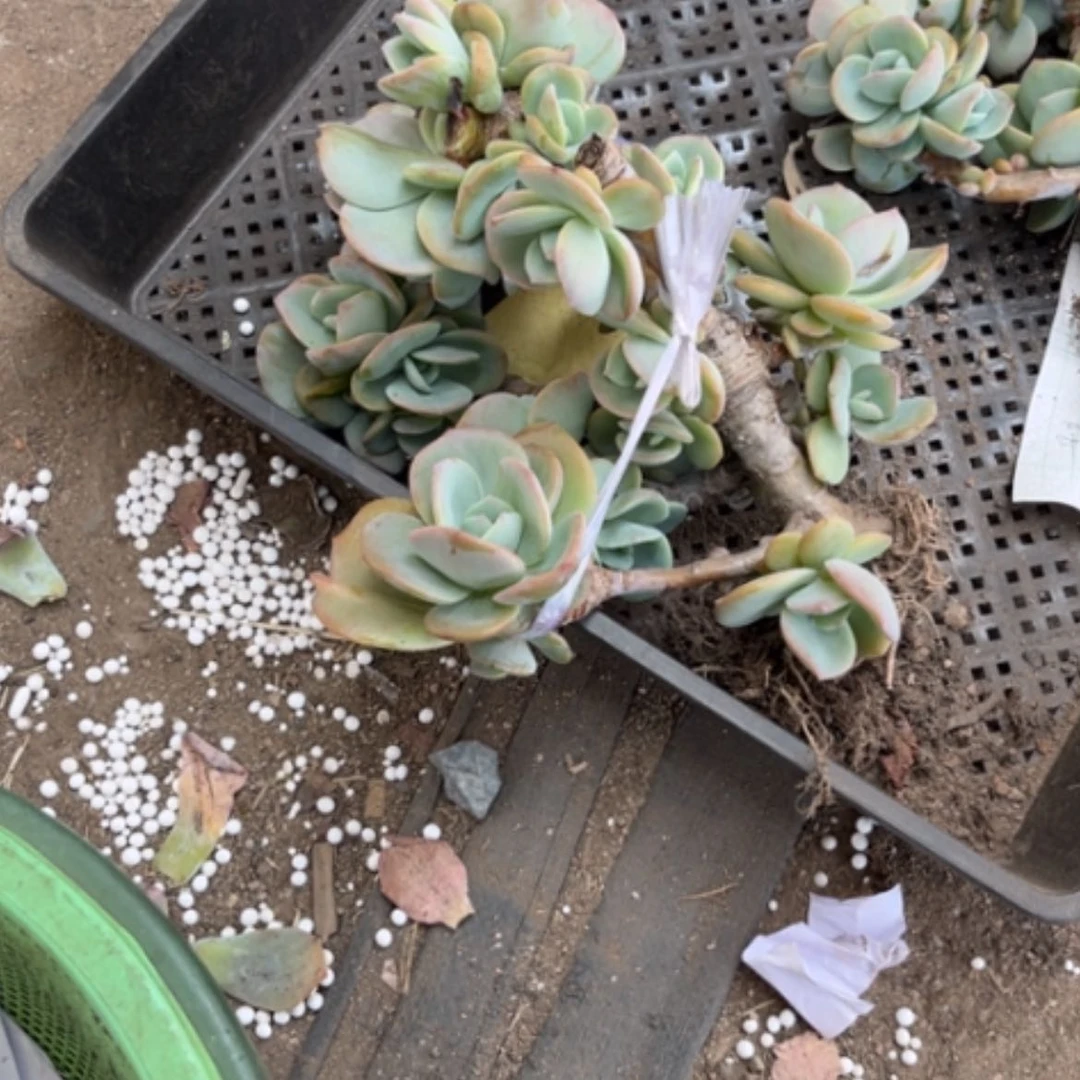 【闪购商品】小**姨凤