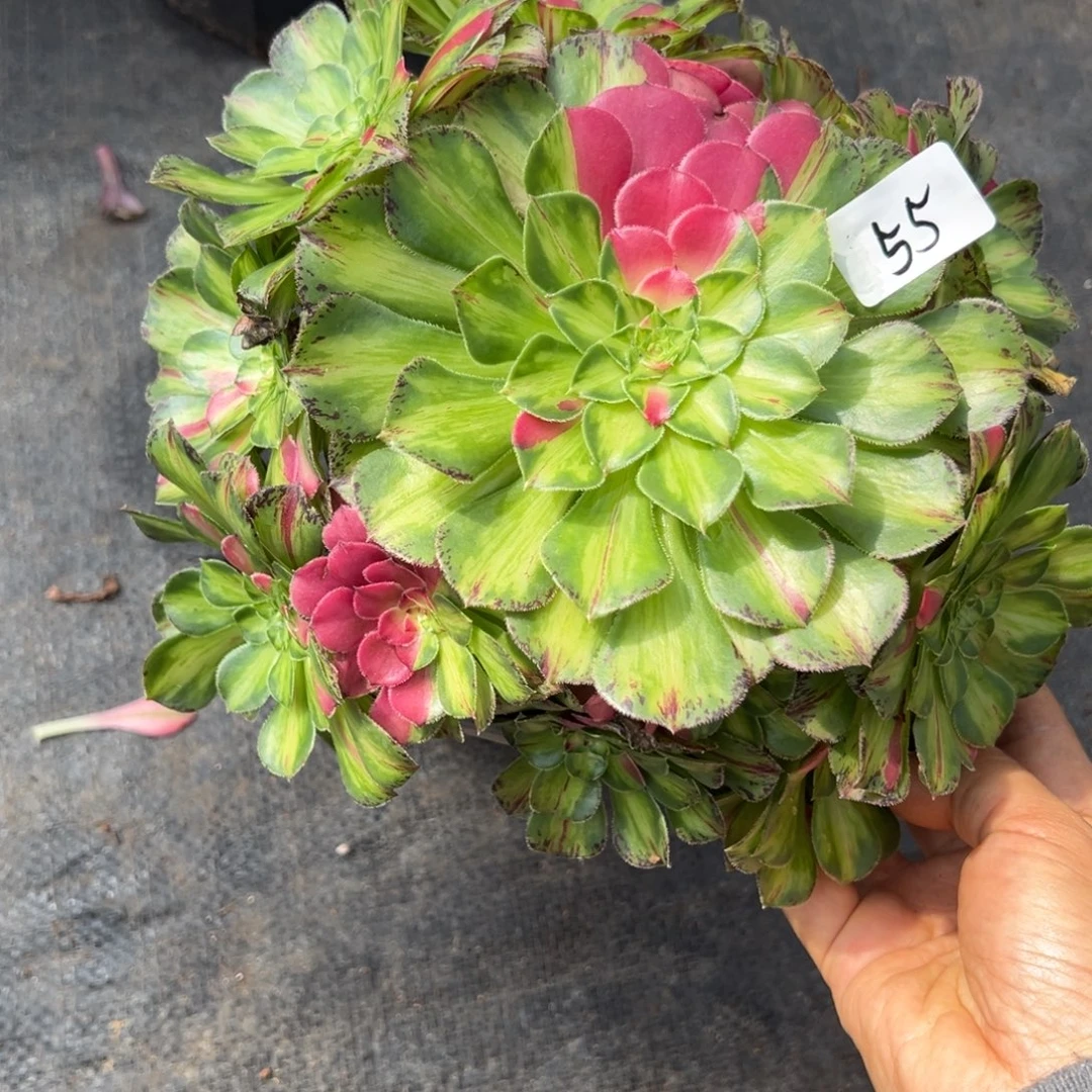 55知否炖肉植物洗衣