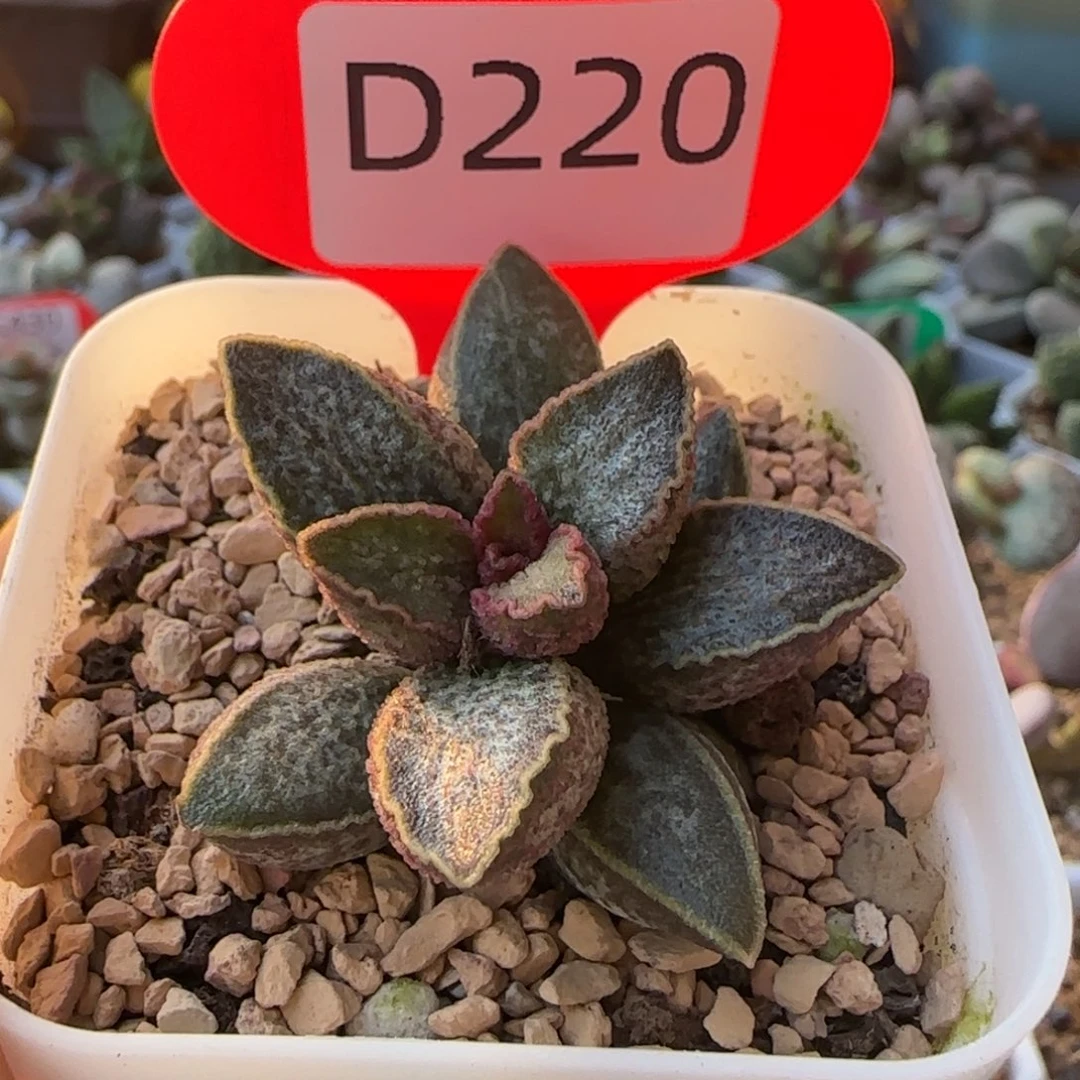 胖虎。     220。