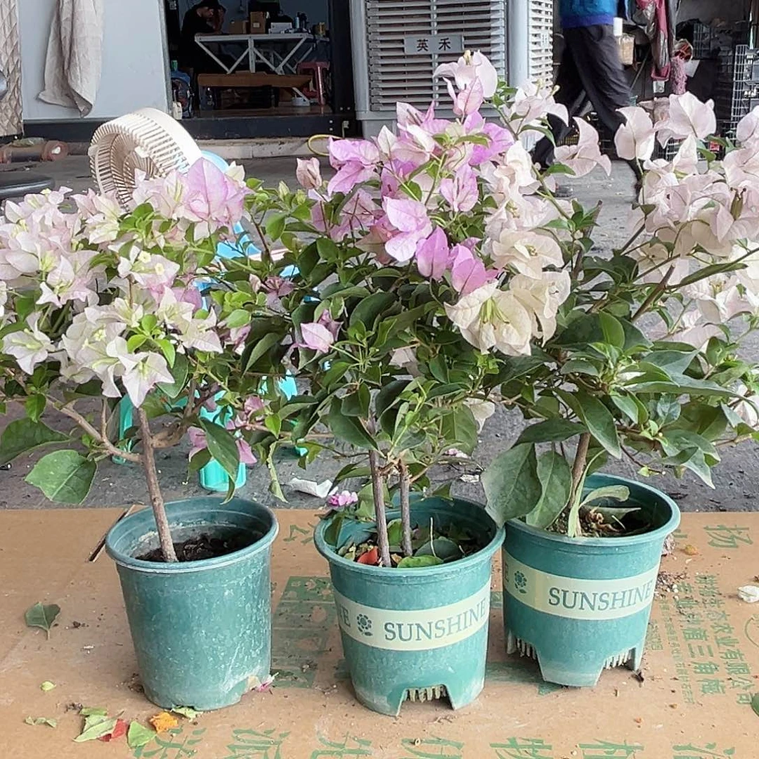 大部分花苞少量开放丽娜，雪紫，苹果花组合