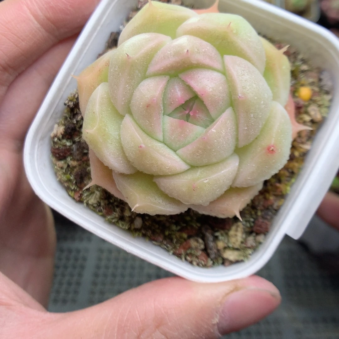 Q22y y y y y ty t t t