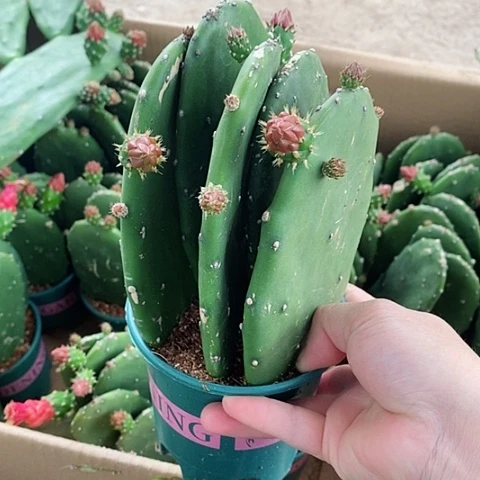 5片原盆发货胭脂仙人掌