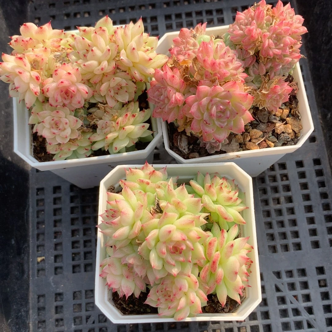 1203-11 套餐一组