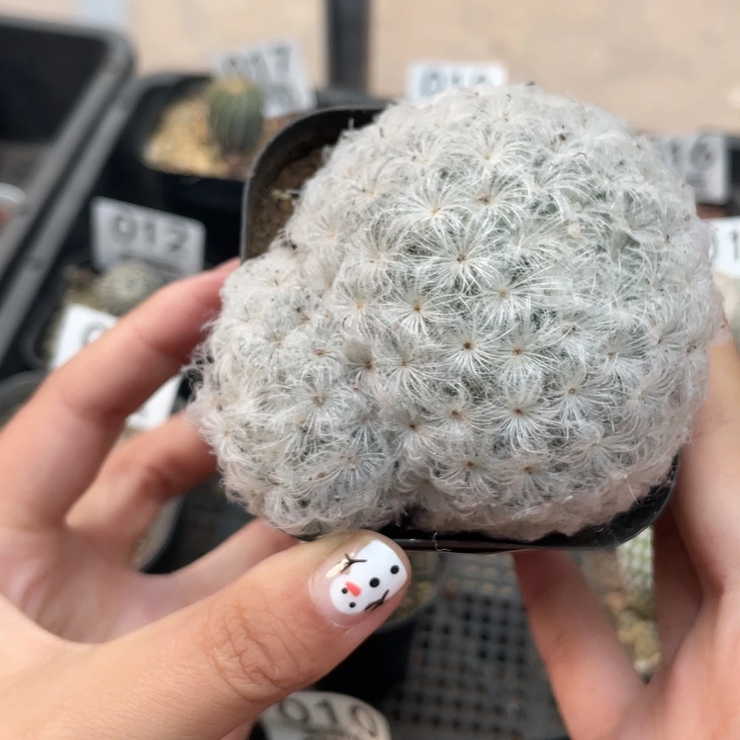 029高尔夫仙人球植物