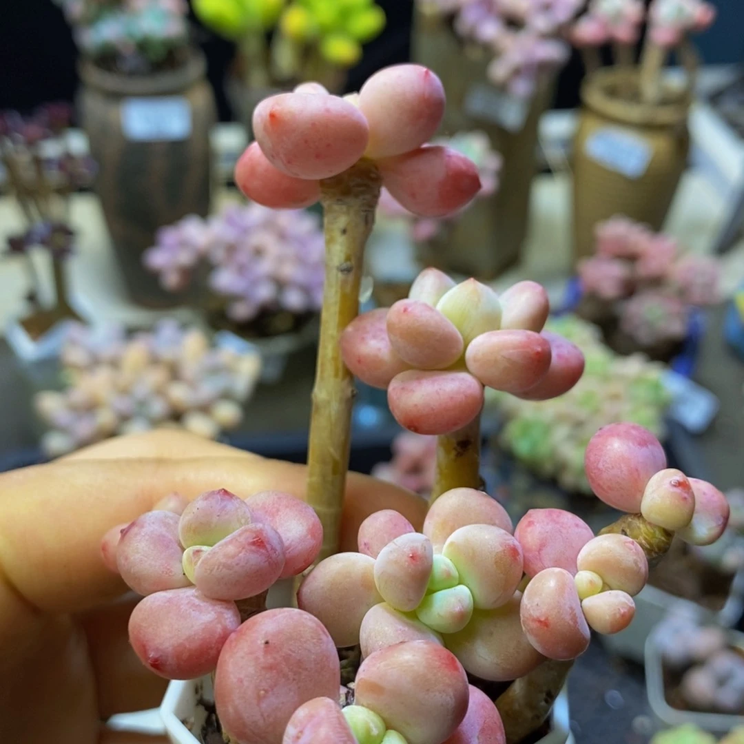 653 樱花洛神拼7 颗