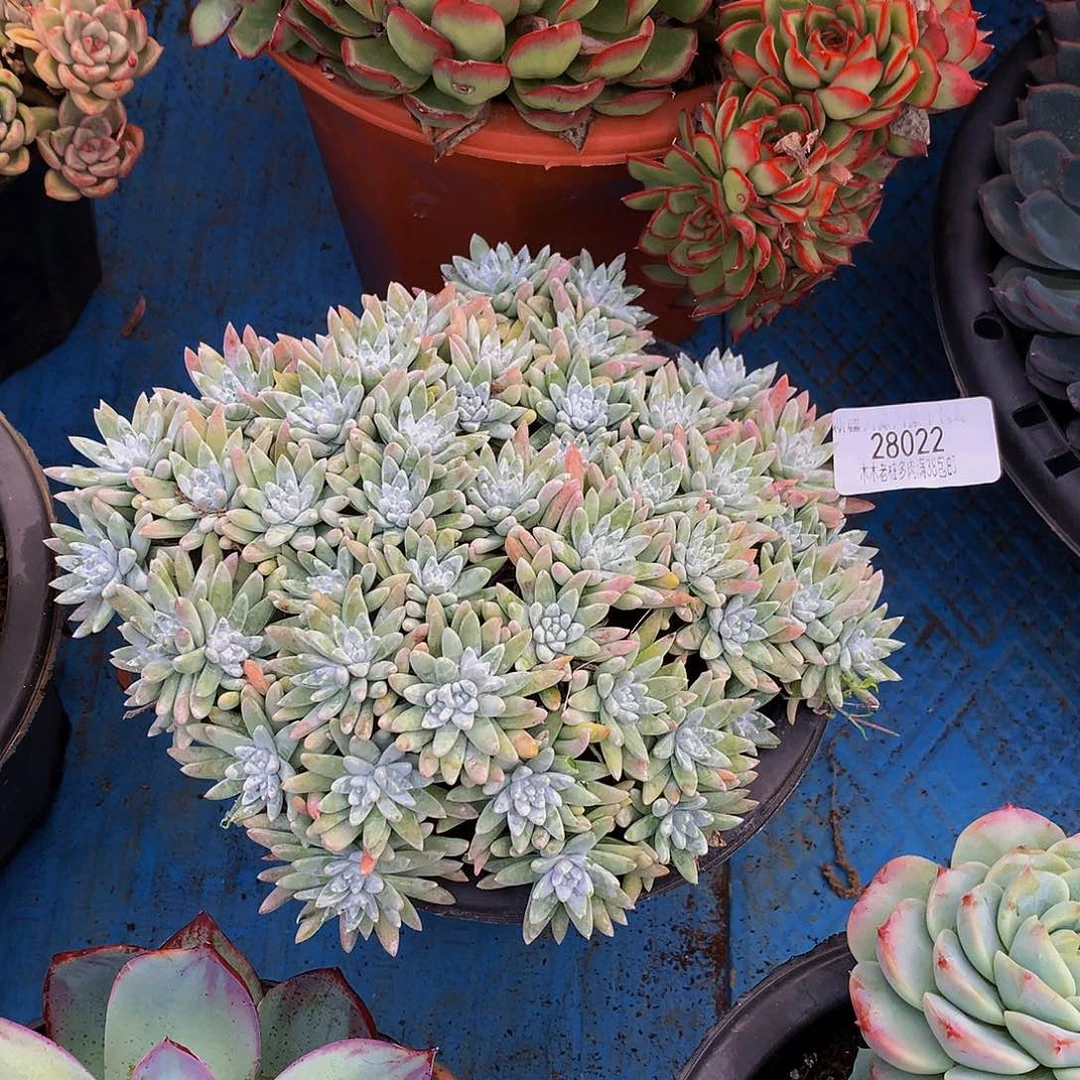 .***J     白菊多肉28022