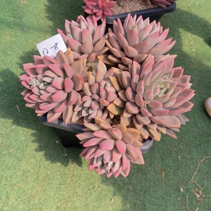 1208桃花源多肉植物物流