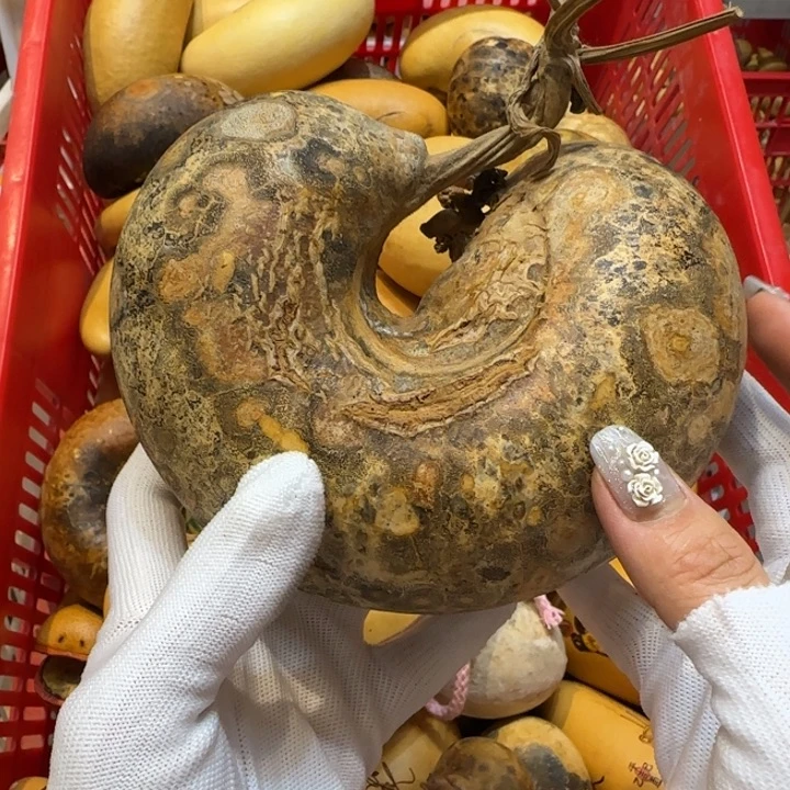 龍***哈哈哈哈哈哈哈哈哈哈哈哈