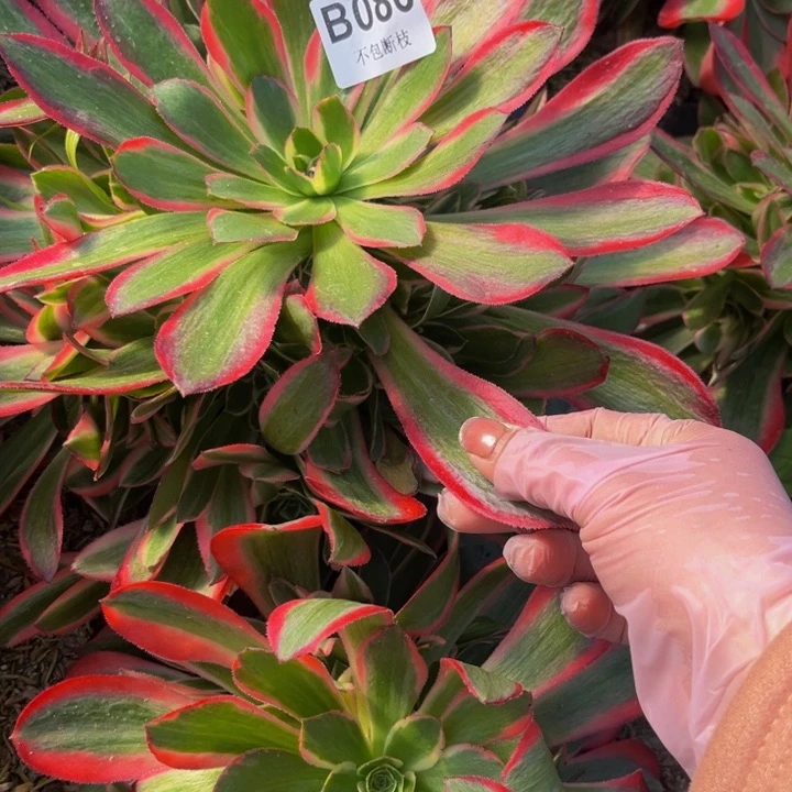 086女郎量多肉法师不包断枝