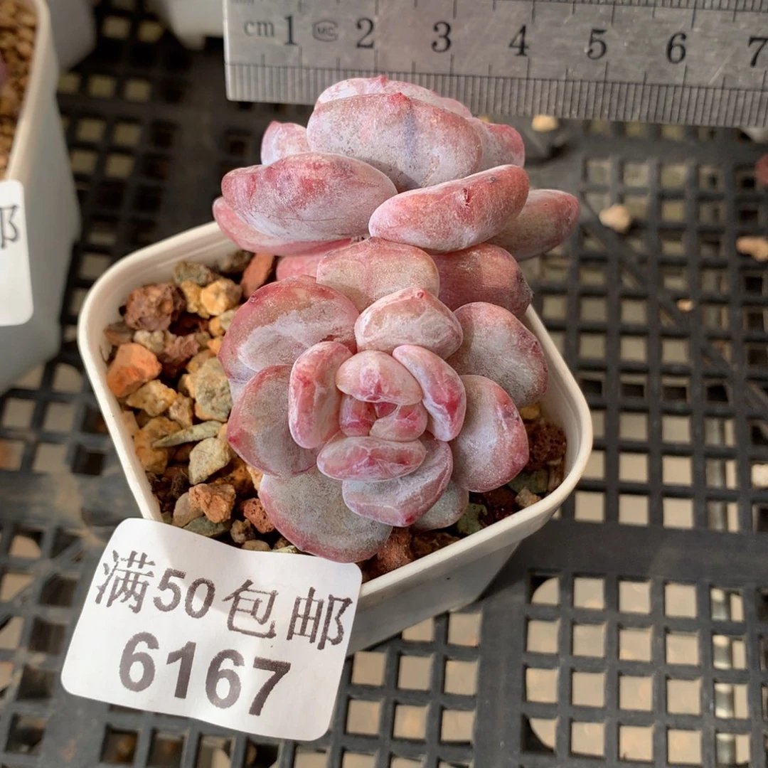 6167。石化突尼斯星影双头。