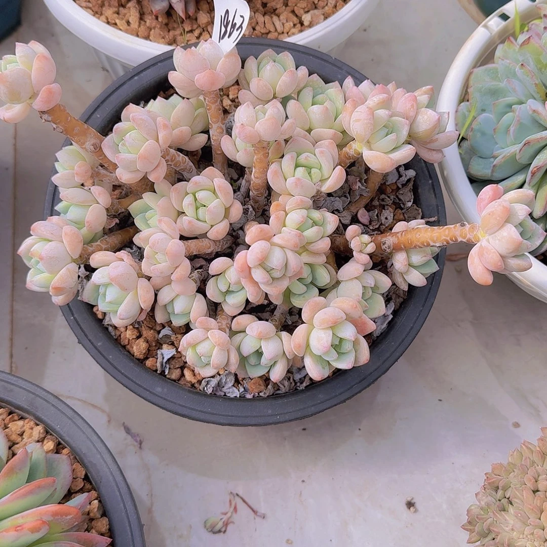 晓***艳1863露凝香多肉植物