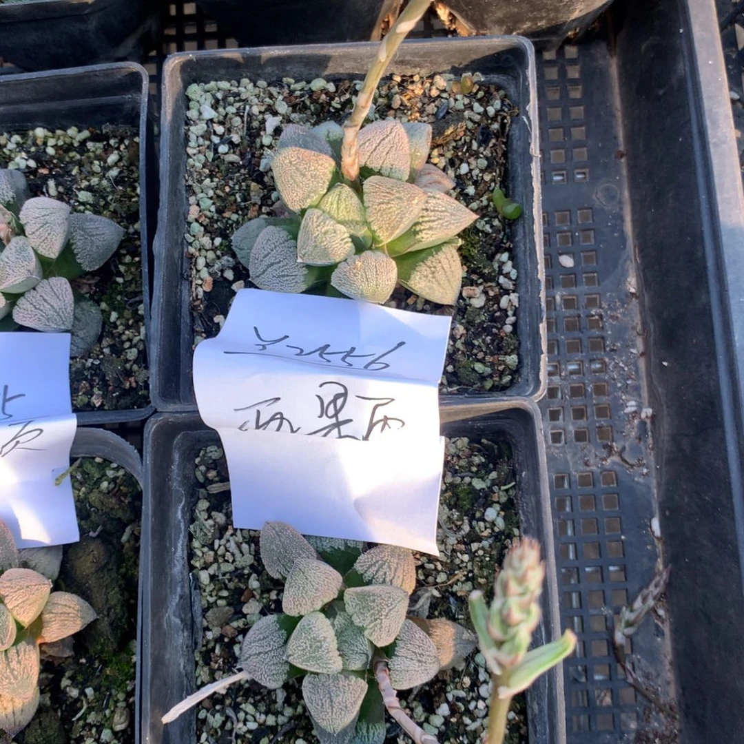 2556。 两颗雪之星福利。