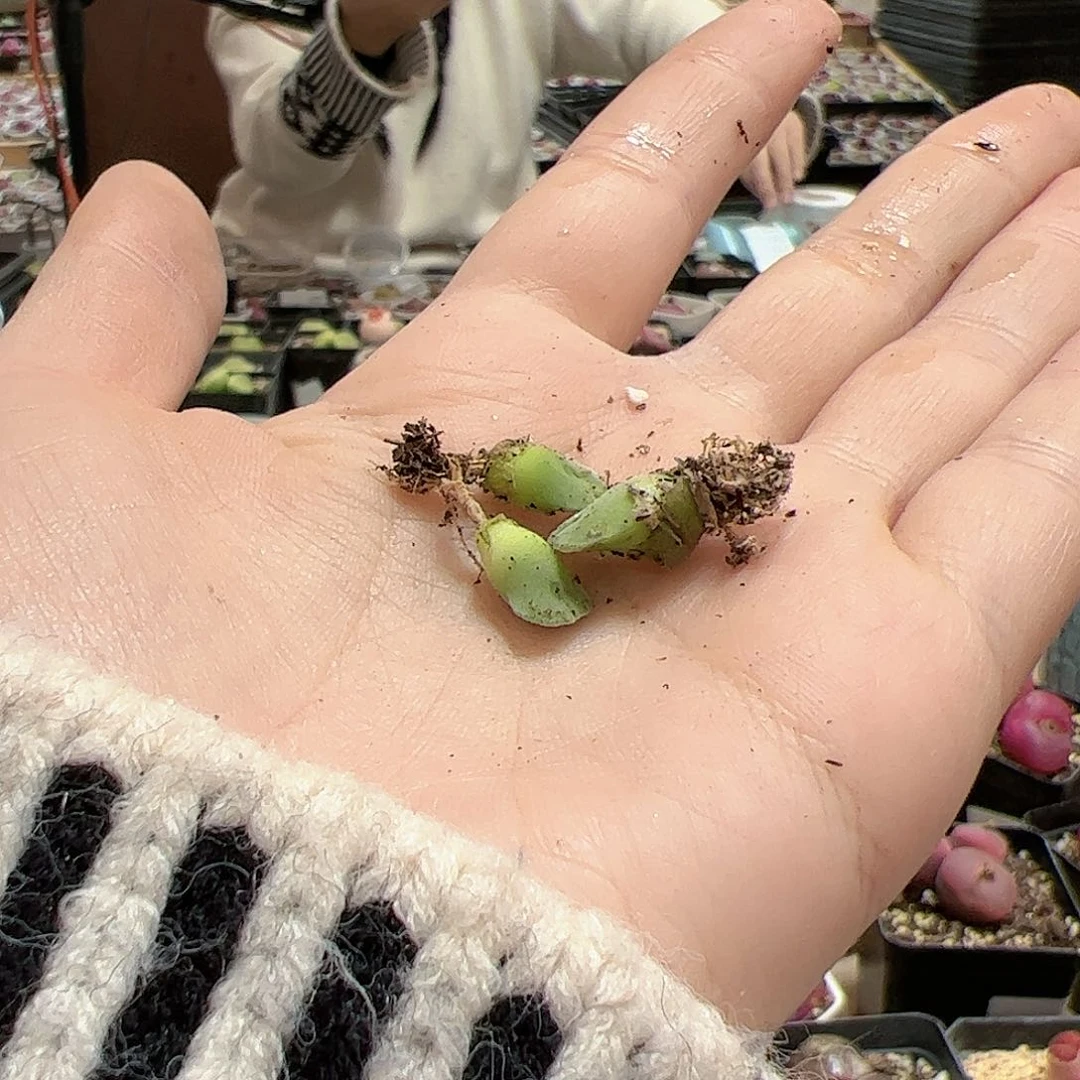 【闪购商品】141 福利