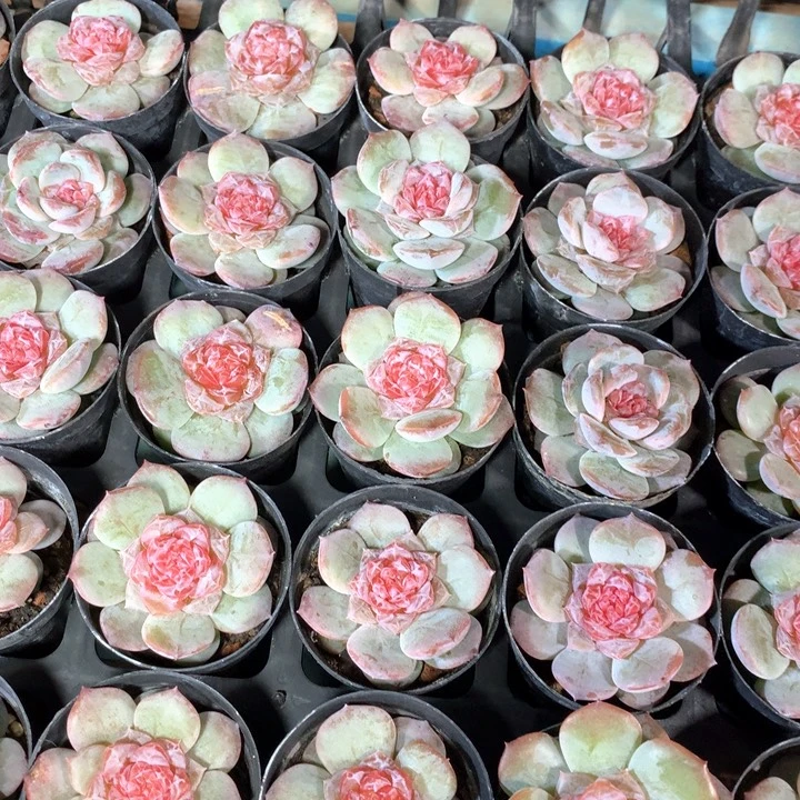 带盆土梨花暮雨两单包邮