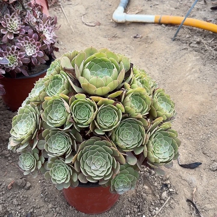 多肉植物万圣节56
