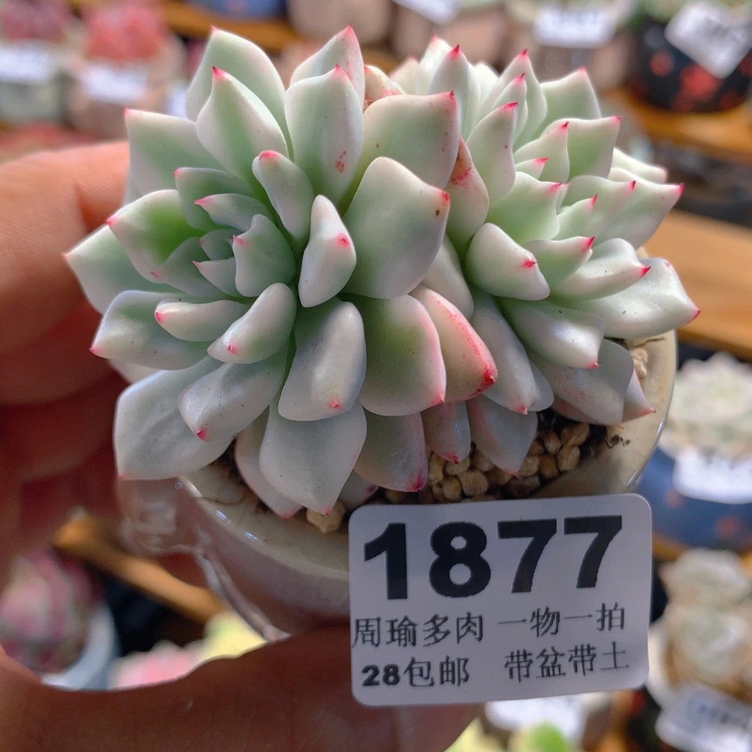 精控多肉植物1877