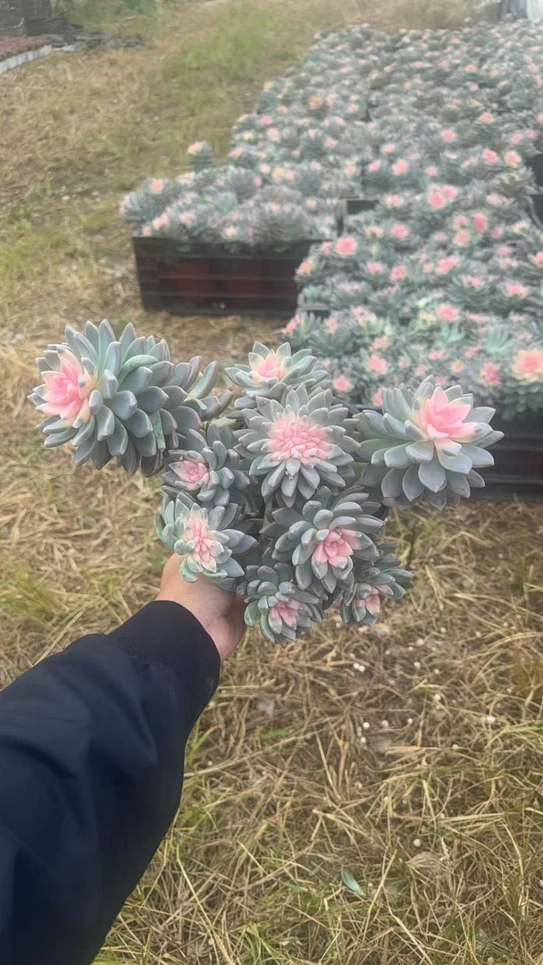 整桩樱花锦 老桩多肉  阳台好养
