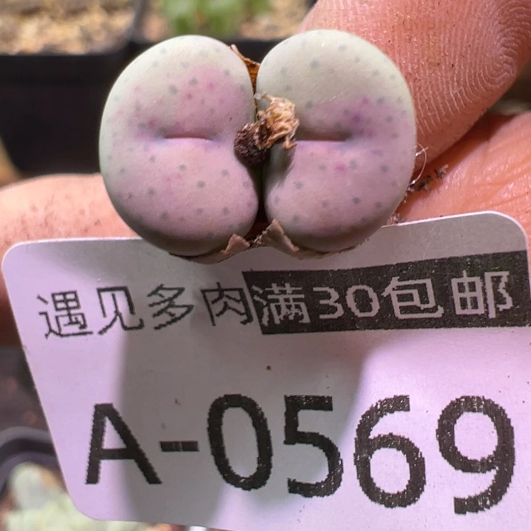 多肉植物1111111111111