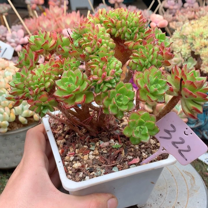 无花朵欢喜多肉一物一拍蒂亚缀322