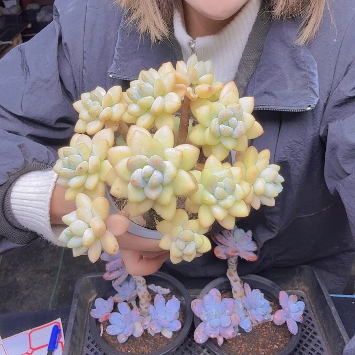 木***呀8006小洛神一物一拍