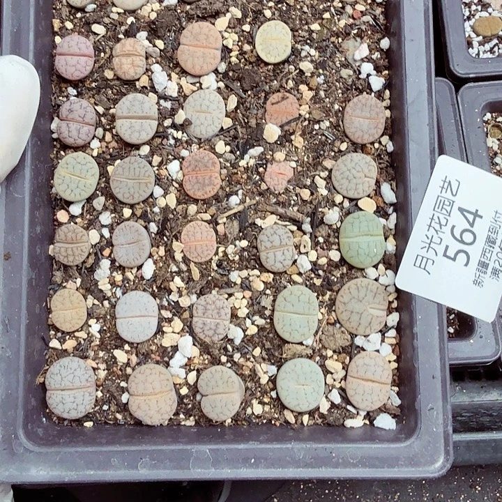 这个点睡一回是为了睡564不