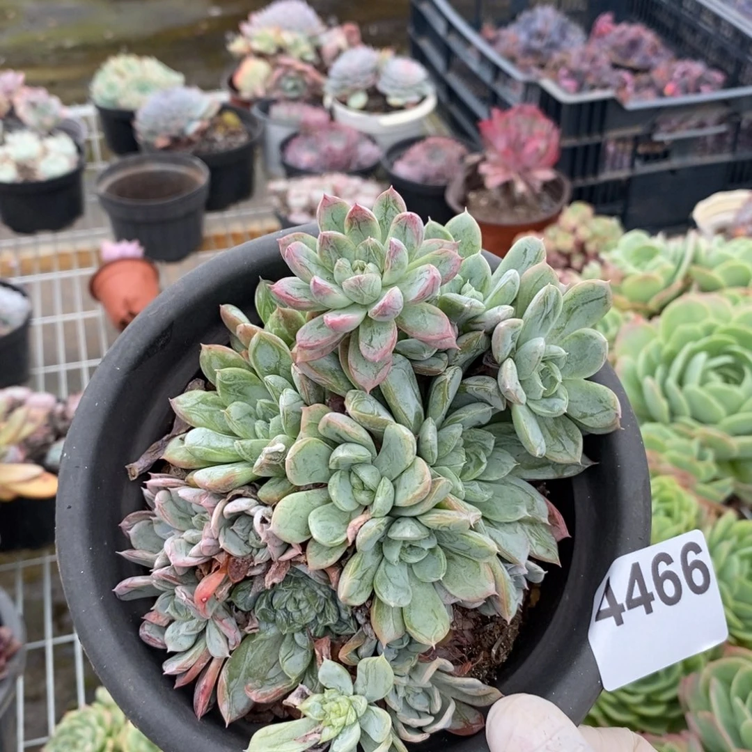 4466百达翡翠一物一拍