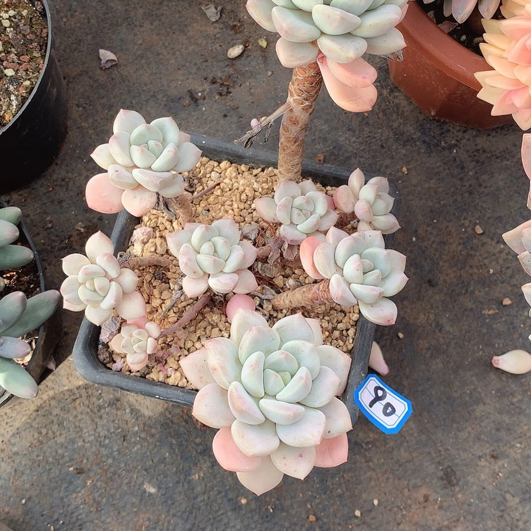 90拉丝雨一物一拍多肉