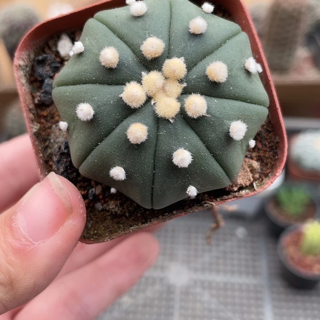 082海星兜（满18元包邮）