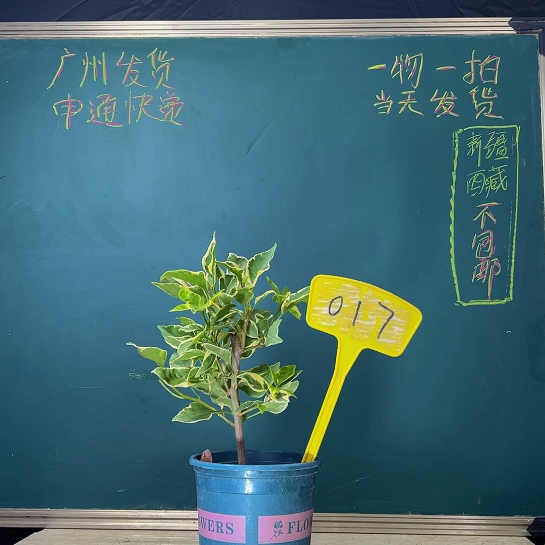 当前无花栽培后可以开花  炸炸炸  小斑叶丽人  017