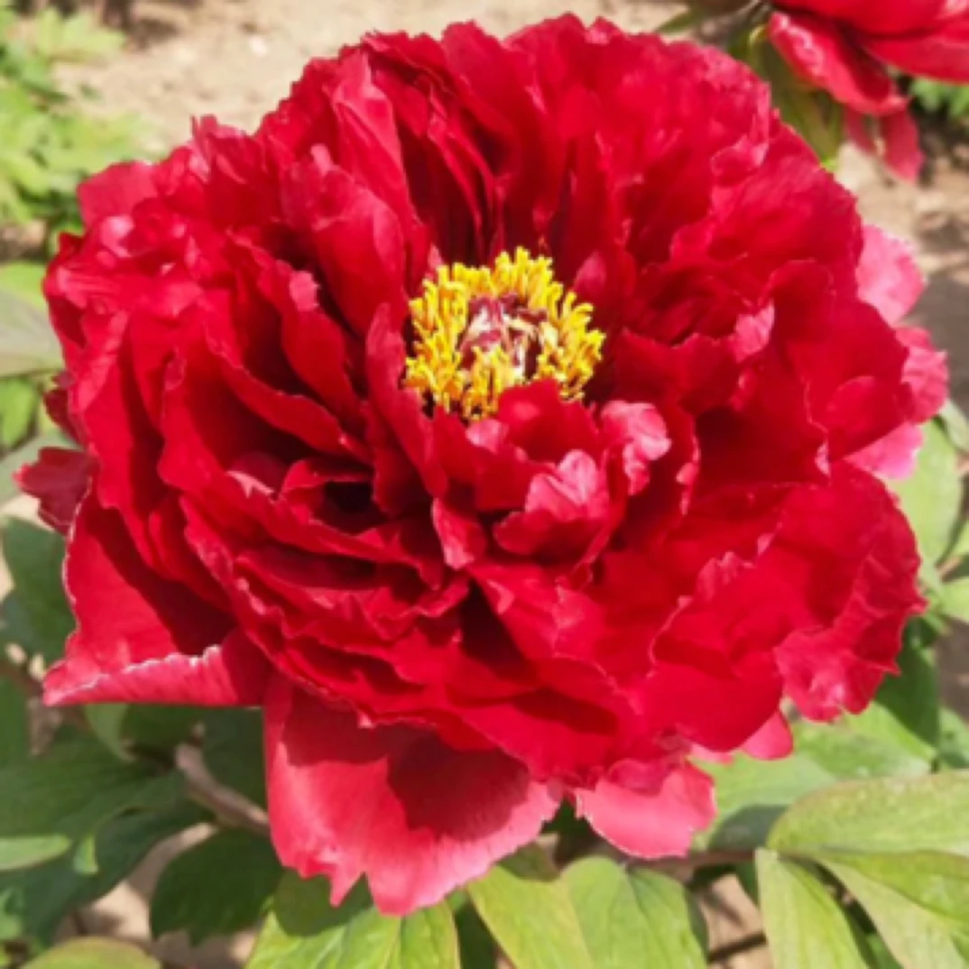 【芳记】精品重瓣观赏牡丹；先发肥料秋季发苗