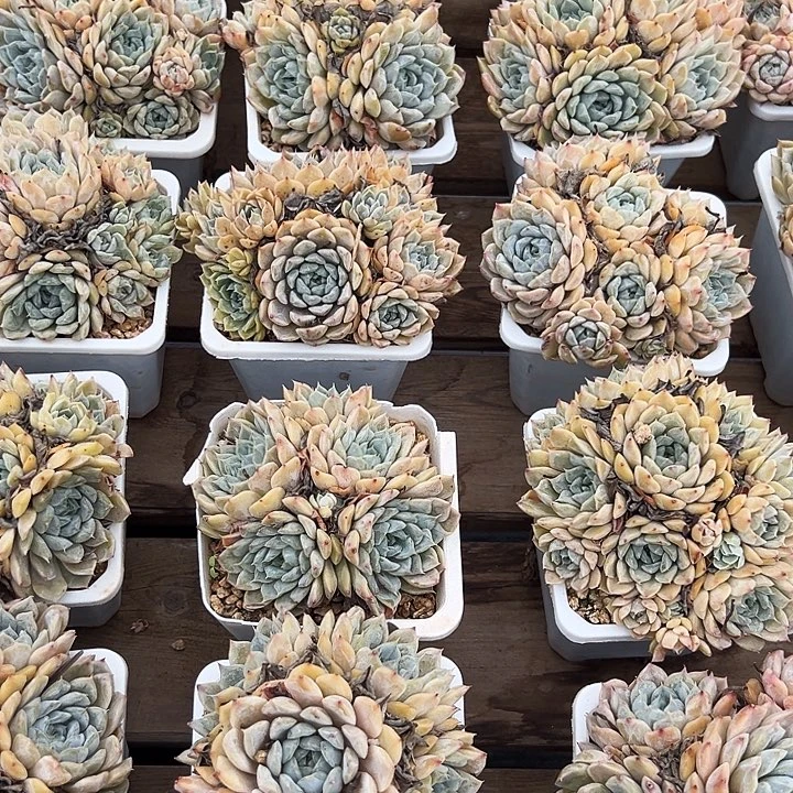 玛丽呗尔   福利  多多