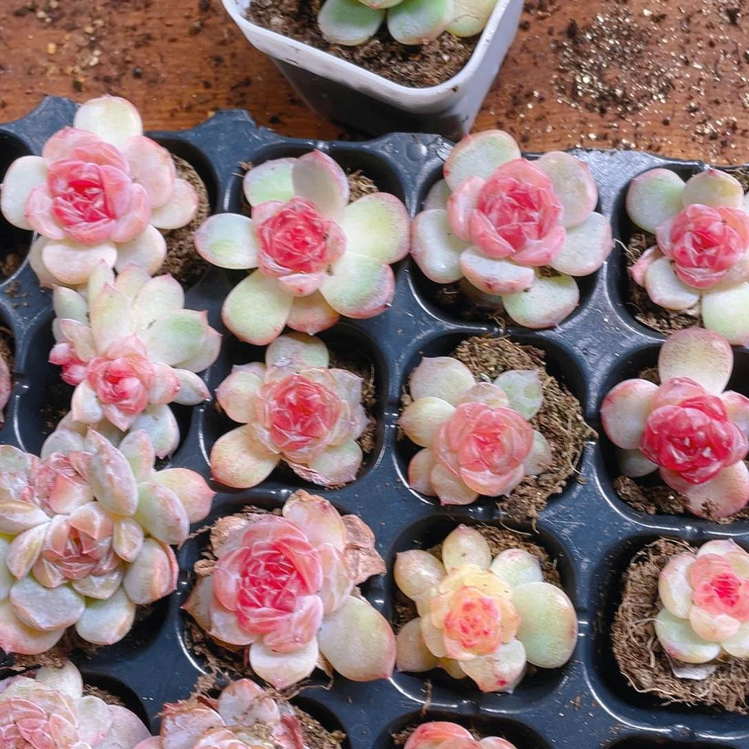 石榴5号糖心可能状态会差一点