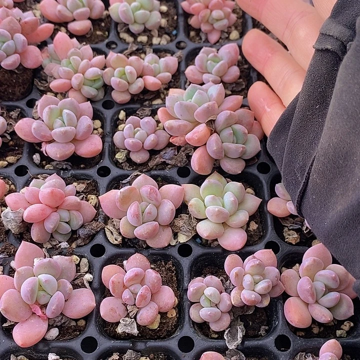 28 多肉植物盆栽花卉