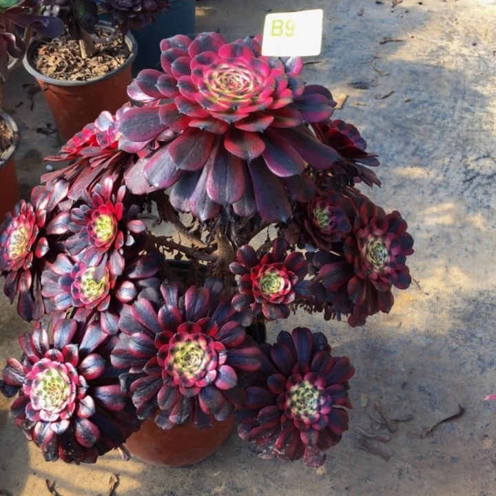 美姬多肉91999999999999