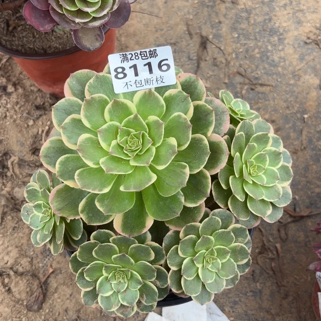 M. 8116粉花妖多肉，cad