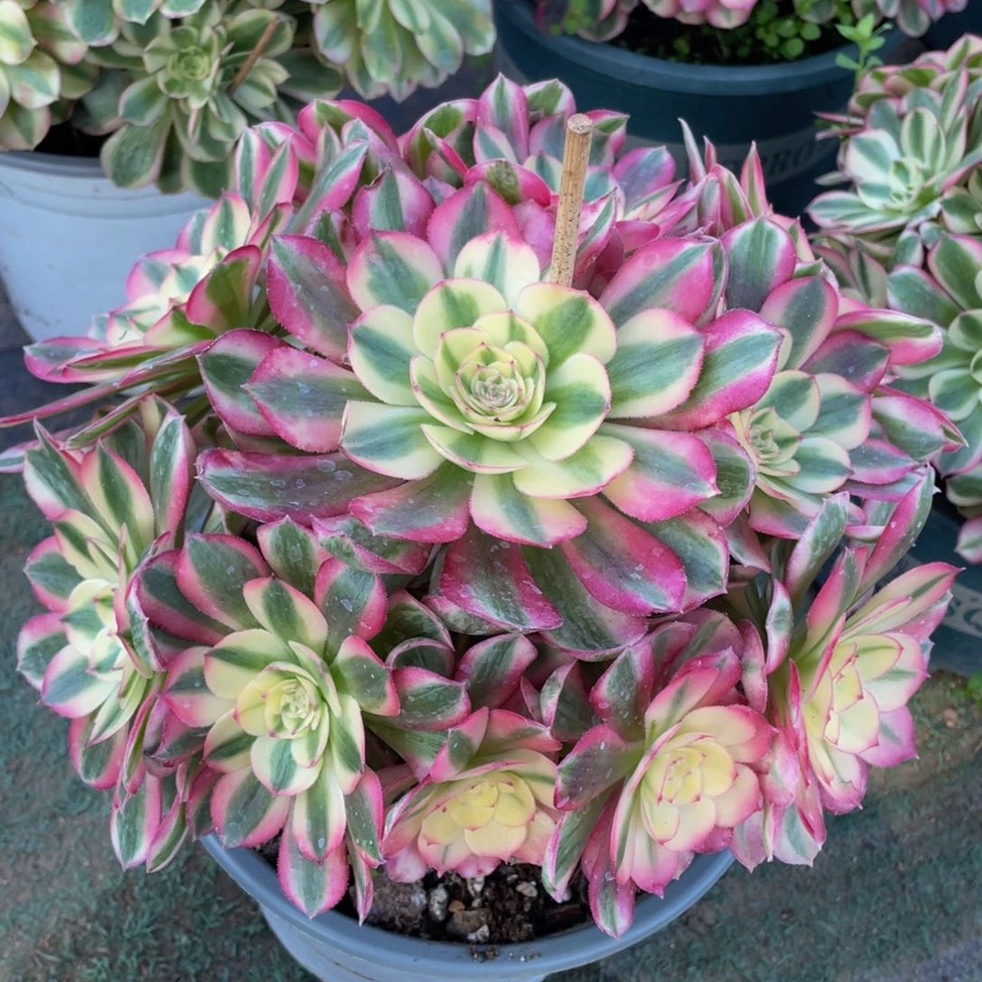 用****0790倾城精品法师老桩