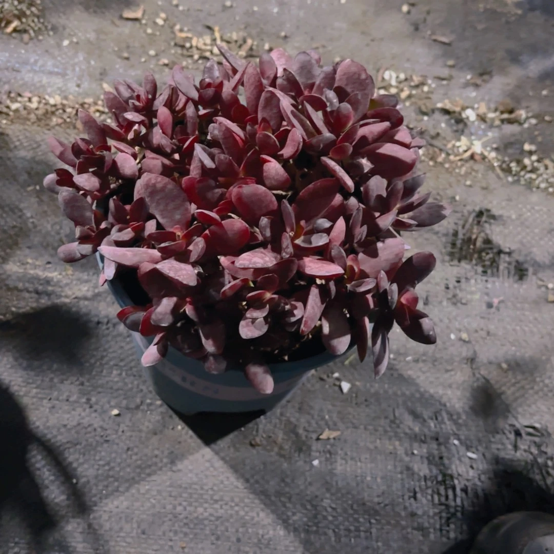 紫蝶新疆包邮福利嘉伦盆