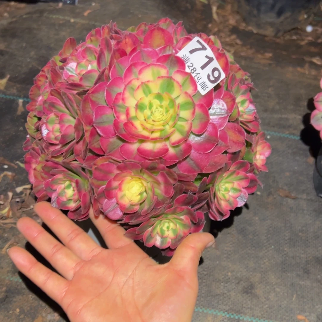 多肉植物719荔枝主头歪