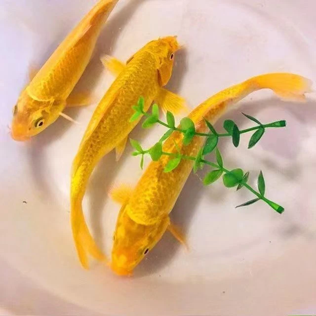 金鱼锦鲤草金鱼小金鱼观赏鱼活鱼活体金鱼好养易活冷水鱼不加温
