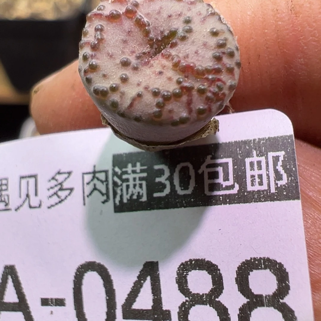 多肉植物11111111111