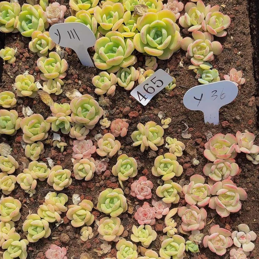 闻***?多肉植物多肉植物465