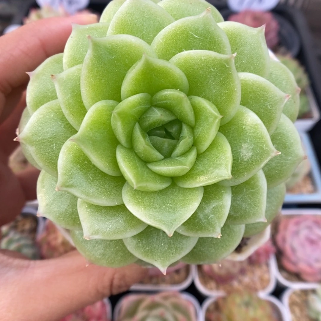 晶体麦秆可拍548号