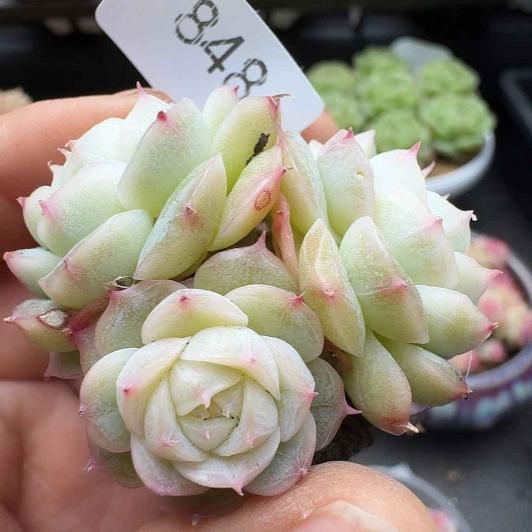 一物一拍一物一拍1213-848